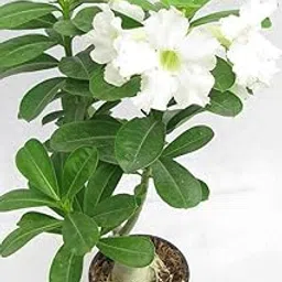 SANJU Bonsai Plants 'Beautiful Adenium' Dessert Rose Plant (White) - Live Plant-image-36