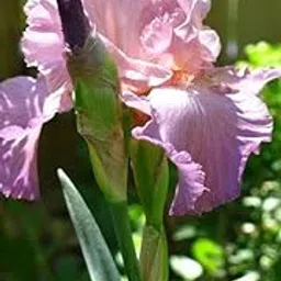 Oakwood Farms® Berded iris flower bulb | pink color iris Flower bulb For Indoor/Outdoor home Gardening Pack of 1 bulb-picture-10