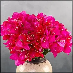 SPHINX Artificial Bougainvillea 5 Heads Bunch Without Vase for Home Decor,Centerpieces, Christmas Decorations, Welcome Reception, Dinner Table décor Approx Height 50 cms- (1 Piece, Pink)-image-1