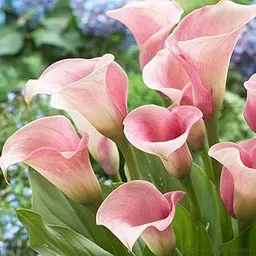 Decor Pink Peace Lily (Spathiphyllum) Live Indoor Plant with Flower Pot For Home Office and Living Room With Pot (1)-image-71