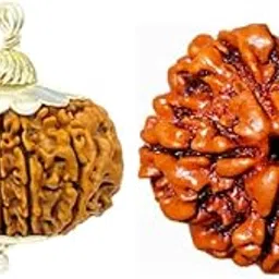 GtcGems Ikkis Mukhi Rudraksha 21 Face Rudraksha Bigger Size Original Certified 21 Mukhi Rudraksha इक्कीस मुखी रुद्राक्ष 21 मुखी रुद्राक्ष ओरिजिनल सर्टिफाइड ఎక్కిస్ ముఖి రుద్రాక్ష-picture-39