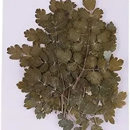 LOOM TREE® 20 Pieces Green Natural Dried Flowers Pressed Leaf Leaves Thalictrum Plants Herbarium For Card Making Resin Jewelry Photo Frame Phone Case DIY Materials Home Arts & Crafts | Floral Crafts | Dried Botanicals & Potpourri | Dried Flowers-picture-14