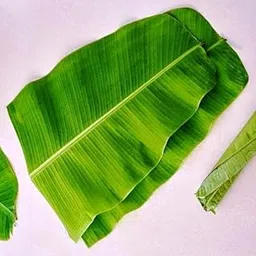 Fresh Banana Leaves for Serving Food or use for Home Function Decoration, Order Plate for Functions, Pooja, Large Size 50 Pieces.-image-1