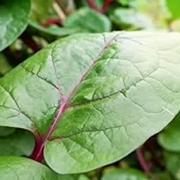 Sakuntala Hybrid Seeds Lal Poi Saag Seeds Red Malabar Spinach for Home Kitchen Gardens Farms | All Season Vegetable | High Germination (100 seeds per packet)-image-6