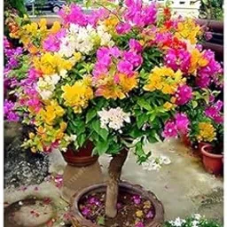 Bougainvillea live Plant multicolour, Mixed Colors live Plant for Bougainvillea, (Not grafted,2 Pic live Plant).-picture-33