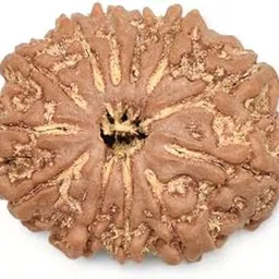 NEXG Genuine Nepali Bead 12 Mukhi Rudraksha Wth Free 5 Mukhi Rudraksha Barah Mukhi Rudraksha 12 मुखी रुद्राक्ष ओरिजिनल Brown Bead Twelve Faced Rudraksha for Wearing Men & Women Both-picture-27