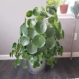 EverSneh Chinese Money Plant Pilea Peperomioides Indoor Plant Live pack of 1 With Black Pot 4 Inch Size-picture-26