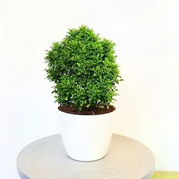 Live Table Kamini Bonsai Bushi Plant - indoor Live Plant For Office & Home Decoration With 3 inch White Plastic pot-picture-34