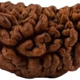 TRINERTA GEMS Stone Superb Natural Half Moon 1 Mukhi Kajudana Rudraksha Nepali Beads काजू दाना रुद्राक्ष for Make Pendant Mala One Face Rudraksha IGL Lab Certified Kajudana Rudraksha-image-38