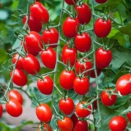 U9G Store Hybrid Charry Tomato Seeds for Home Gardening and Terrace Gardening, Fresh Indian Tomato Seeds-image-25