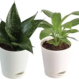 Ugaoo Air Purifier Indoor Plants For Home With Pot - Sanseveria Green & Peace Lily-picture-27
