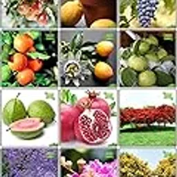 Creative Farmer Terrace Garden Combo Fruit & Tree Seeds : Jacaranda Mimosafolia, Flame Tree, Queen Crape Myrtle, Copperpod, Coco Tamarind, Karavira, Nyctanthes Arbortristis, Lemon Guava, Pomagranate, Apple, Grape, Passion Fruit - Yellow Fruit Seeds For Home Garden-image-62