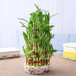 Mphmi NCR Live Plants 6 Layer Lucky Bamboo Plant in a Bowl with Pebbles-image-87