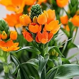 Ritz Farming Chincherinchee, Ornithogalum flower bulb combo for Planting Orange Great Choice Home Grown Decoration Balcony Indoor and Outdoor (Pack of 2 Flower Bulbs)-image-7