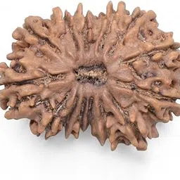 BRAINCORD Hanuman Rudraksh Original Certified 14 Mukhi Nepali Rudraksha 14 Face Rudraksh चौदह मुखी रुद्राक्ष for Men & Women Both-picture-12