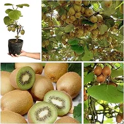 Cloud Farm Allison Kiwi Grafted Live Fruit Plant for Home Garden|Healthy Hybrid Kiwi Sapling|Suitable for Terrace, Outdoor Gardening, CF_M44-image-41