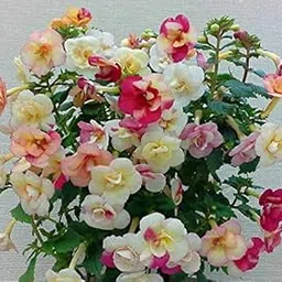 Radha Krishna Agriculture Achimenes Mix Flower bulbs for a Gardening (pack of 8 Flower Bulbs)-picture-23
