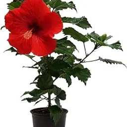 Go4plants Red Hibiscus Live Flower Plant with Pot-image-7