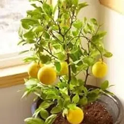 GOLAPKOLONY Live Live All Season Hybrid Dwarf Sarbati Lemon Plant for Garden (Nimboo Plant)-picture-36