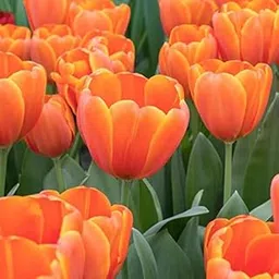 Tulip | Flower Bulbs | Specially for Home Garden | By UDANTA SEEDS® (Pack of 8 Flower Bulbs(Yellow/Orange))-picture-14