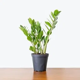 Baisakhi Nursery ZZ Plant, Indoor Potted Plant with Grow Bag, Live Plant-picture-16