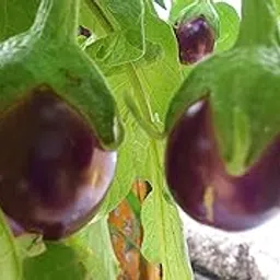OL Seed Desi Variety Brinjal Round Seeds - Pack of 50 Seeds-image-3