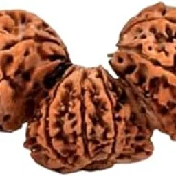NEXG Hindu-Cultured Trijuti Rudraksha Original Certified Nepal Gauri Path Rudraksha in Silver Locket AAA+++ Tribhagi Rudraksha Pure Trinity Rudraksha Brahma Vishnu Mahesh Rudraksha त्रिजुटी रुद्राक्ष-picture-11