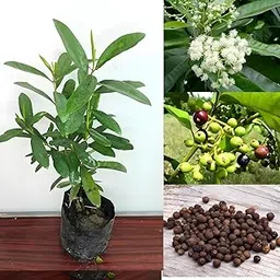 All Spice Plant Sarva Sugandhi Wondering combined the flavour of Cinnamon, Nutmeg and Clove Live Healty Plant "Kerala Variety" (Pack of 1Without Pot)-image-29