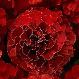 Guruji Plantation Marigold Genda Tagetes Flowering Indoor/Outdoor Live Plant for Home, Office & Balcony | 6–12 Inch Sapling | Thrives in Sun & Well-Drained Soil (Red)-picture-59