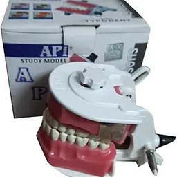 API Typhodont Jaw Set-picture-34