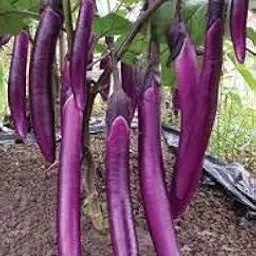 Golden Hills Farm® (AVG 500-2000) seeds Brinjal seeds purple Long Brinjal Hybrid Variety-picture-37