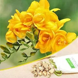 Mphmi Seedless Plant Flower Bulbs Plants Freesia Double (Yellow) - Bulbs (set of 5)-picture-32