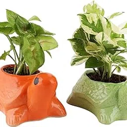 Leafy Tales Turtle Shape Ceramic Pot, Orange, 4 Inch Size, 1 pc-picture-23