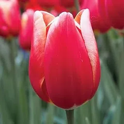 Live Green Tulip Bulbs Big Size (Buster 5pcs)-image-46