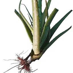 aloevera plant live-picture-25