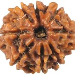 TRINETRA GEMS STONE Eight Face Rudraksha IGL Lab Certified Superb Natural 8 Mukhi Rudraksha Purest Nepali Beads Aath Mukhi Rudraksha For Make Pendant Mala Real 8 मुखी रुद्राक्ष For Men Women-image-11