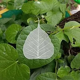 Gachwala Natural Skeleton Leaves ( Pack of 25 Leaves), Leaf Skeleton, Dry Leaf Veins for Craft Decor/Card Making/Invitations/Gift Tags DIY Craft Tools (White)-picture-30