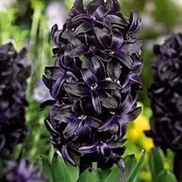 Garden® Dark Black Color Imported Hyacinth Aromatic Flower Bulbs For Your Home Gardening | Pack of 3 bulbs-picture-20
