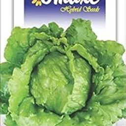 Indica Super Agri Green Lettuce Iceberg SALISTA 100 Seeds -2 Packets-picture-15