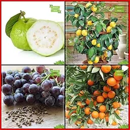 Creative Farmer Garden Seeds Combo Fruit : Guava, Citrus Seeds, Grape, Orange Fruit Fruit Seeds For Home Garden-picture-50
