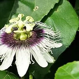 Creative Farmer Live Plant Granadilla Climber Garden Plant(1 Healthy Live Plant)-image-67