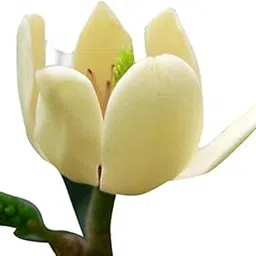 Futaba Aromatic Michelia Alba Flower Seed - 200 Pcs-picture-34