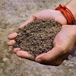 Gachwala Premium Mushroom Casing Soil (900 gm) - Nutrient-Rich Blend for Milky, King Oyster, and Button Mushrooms - Sterilized Topsoil, Ideal for Top Layer for All Kind of Mushroom-picture-39