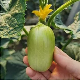 Cucumber Seeds Winter Greenhouse -250 Seeds image 1