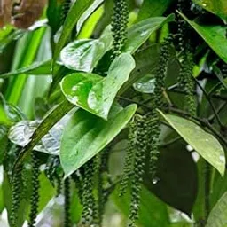 Black Pepper Plant, Live Indoor/Outdoor Vine, Fresh Green Leaves, Growing Spice-image-77