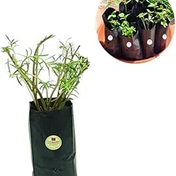 cocogarden Plastic UV Protected Poly Grow Bag for Seedling Nursery Cover Plant Bags (Black, 4 x 6 inch) - Pack of 50 | for Terrace and Balcony Gardening, Kitchen Vegetable and Flowering Plants-picture-15