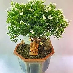 Live Table Kamini Bonsai Plant in Pot, Indoor Decorative Oxygen Plant for Home, Office, Table Display (PACK OF 1) NLH_25-image-4