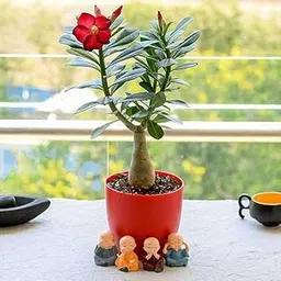 Mphmi NCR Perennial Live Plants Bonsai Looking Adenium with Amazing Monks for Special Occasions-image-3