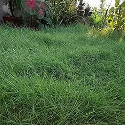 Korean Carpet Grass for Outside Gardening and Lawn Use in Grow Bag-picture-14