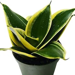 Plants Point Live Sansevieria Yellow/Snake Air Purifier Ornamental Plant with Pot-image-79